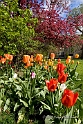 Spring Osgoode Hall Gardens No-0027